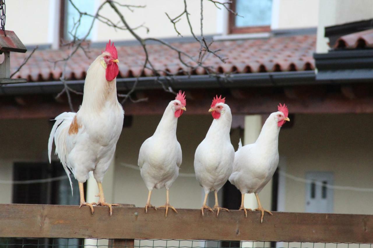 منزل الضيف Country House Lokev المظهر الخارجي الصورة